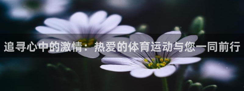 杏鑫体育网页版入口